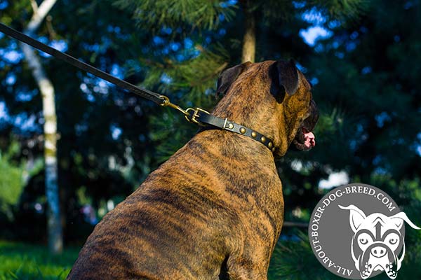 Boxer leather collar of classy design with handset adornment for daily walks