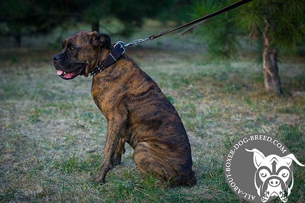 Boxer leather collar of classic design with nickel plated fittings for daily activity