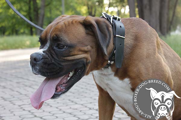 Boxer leather collar with rust-proof nickel plated hardware for any activity