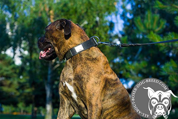 Boxer leather collar wide with riveted fittings   for daily activity
