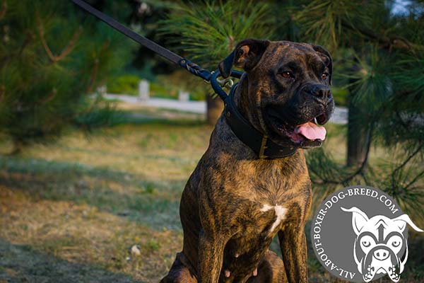 Boxer black leather collar padded with Nappa leather with handle for safe walking
