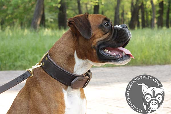 Boxer leather collar double ply with brass plated hardware for utmost comfort