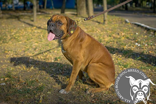 Boxer leather collar with duly riveted brass plated fittings for daily walks