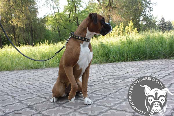Boxer leather collar with duly riveted brass plated hardware for basic training