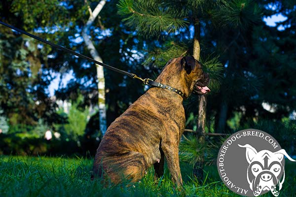 Boxer leather collar with rustless brass plated hardware for improved control