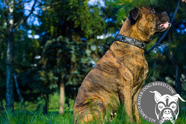 Boxer leather collar with duly riveted fittings for any activity