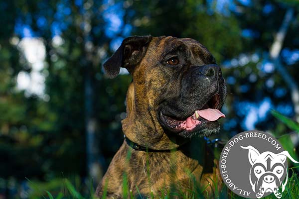 Boxer leather collar with duly riveted fittings for perfect control