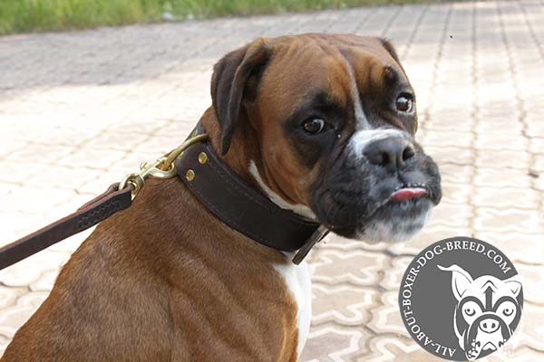 Boxer leather collar adjustable  with riveted hardware for any activity