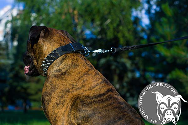 Boxer black leather collar with non-corrosive fittings for perfect control