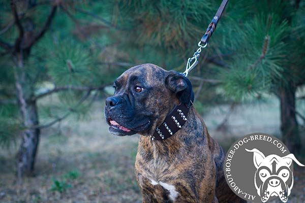 Boxer brown leather collar extra wide with riveted fittings   for walking