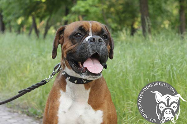 Boxer black leather collar with duly riveted nickel plated fittings for perfect control