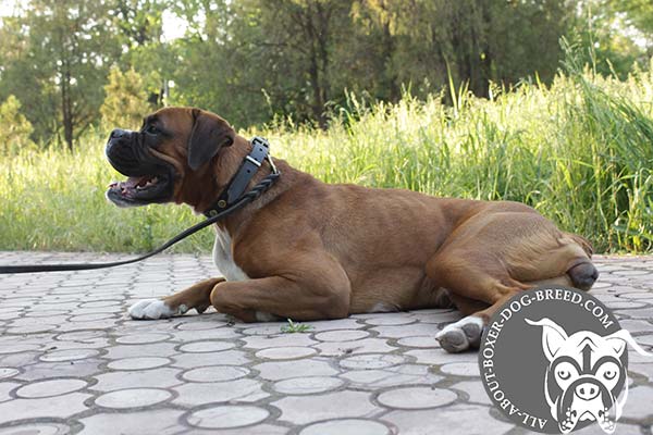Boxer black leather collar of genuine materials with riveted hardware for safe walking