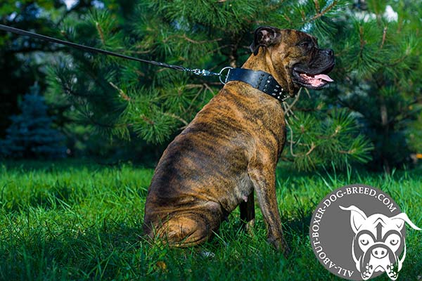 Boxer leather collar of high quality with d-ring for leash attachment for perfect control
