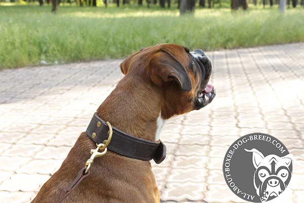 Boxer leather collar of classic design with d-ring for leash attachment for basic training