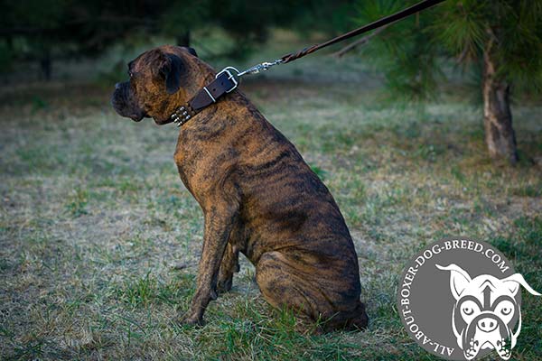 Boxer leather collar of high quality decorated with half-balls and spikes for walking