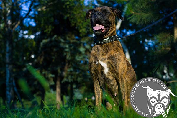 Boxer leather collar with strong nickel plated hardware for perfect control
