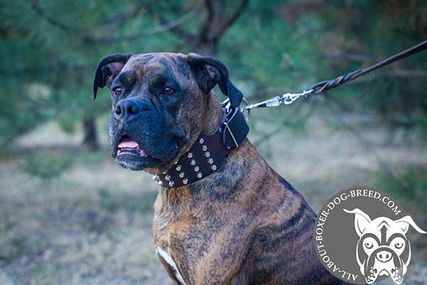 Boxer leather collar extra wide decorated with cones for walking in style