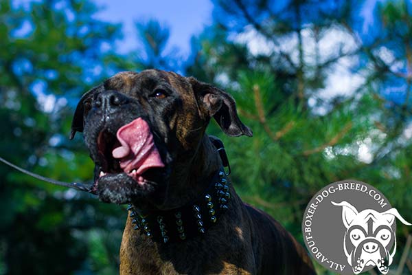 Boxer leather collar extra wide with handset spikes for safe walking