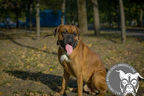 Boxer leather collar extra wide with nickel plated fittings for utmost comfort