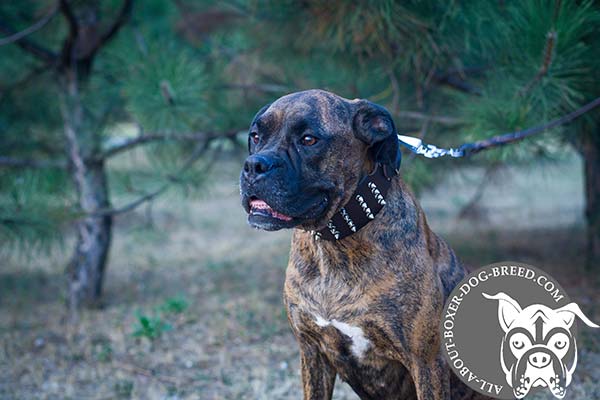 Boxer brown leather collar wide decorated with spikes for daily walks