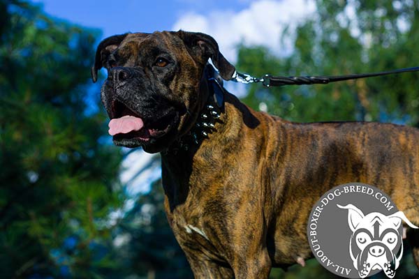 Boxer leather collar of genuine materials adorned with spikes for walking
