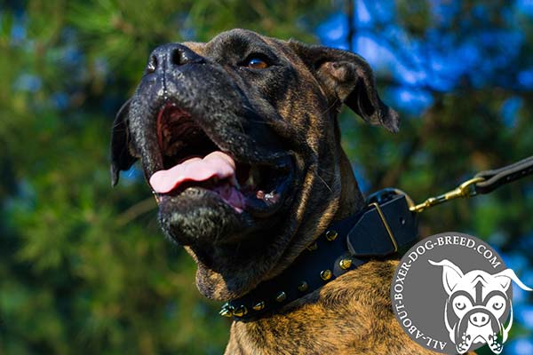 Boxer black leather collar of high quality adorned with spikes for stylish walks
