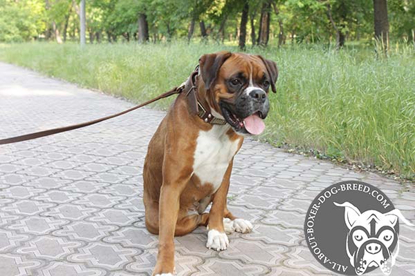 Boxer brown leather collar of genuine materials decorated with studs and plates for walking in style