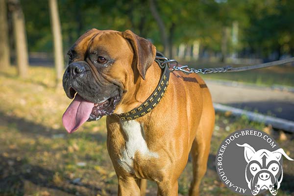 Boxer black leather collar adjustable  decorated with studs for safe walking