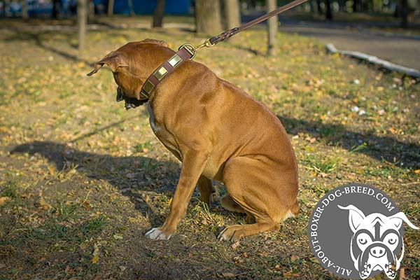 Boxer leather collar of high quality with plates set in row for daily walks