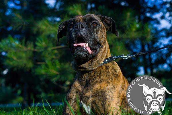 Boxer black leather collar adjustable  adorned with spikes for stylish walks