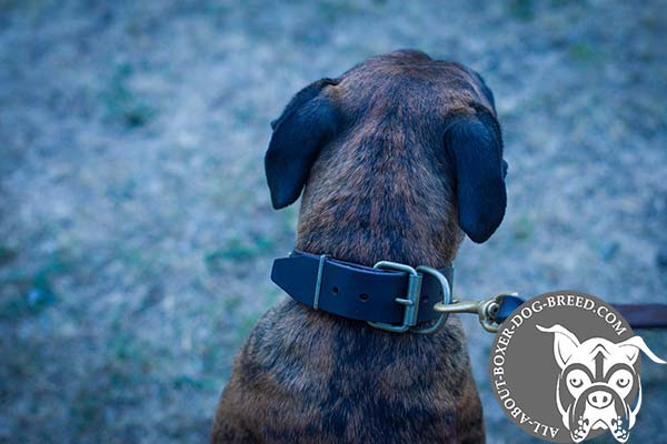 Boxer leather collar adjustable  brass plated hardware for perfect control