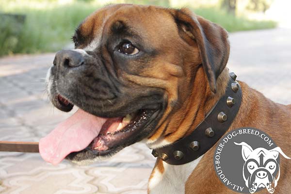 Boxer leather collar of high quality with cones set in row for safe walking