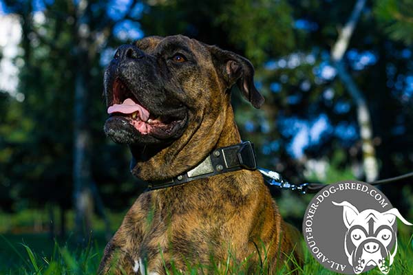 Boxer leather collar of genuine materials decorated with studs and plates for daily activity