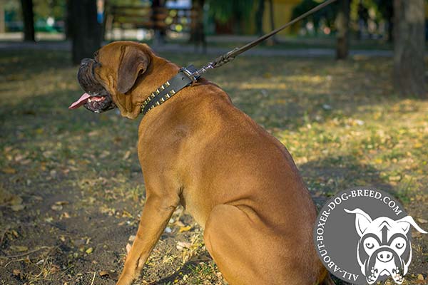 Boxer leather collar of genuine materials with riveted studs for daily walks