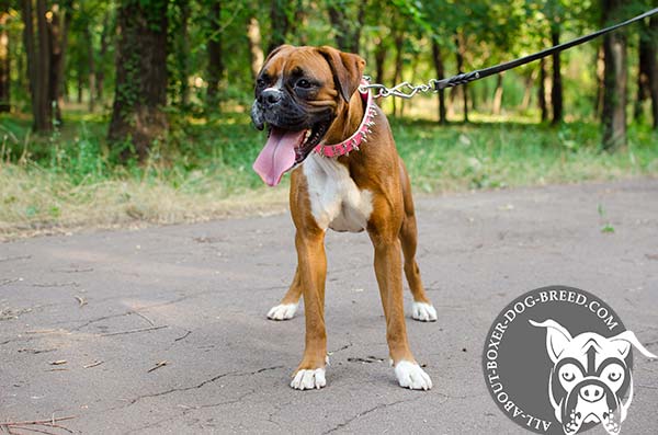 Boxer pink leather collar of genuine materials decorated with spikes for daily walks