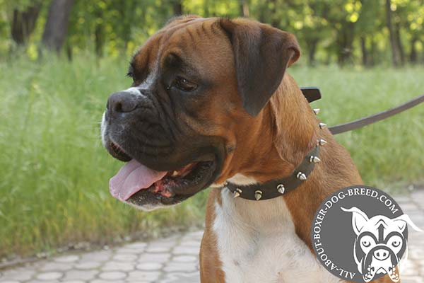 Boxer black leather collar of genuine materials with spikes set in row for walking