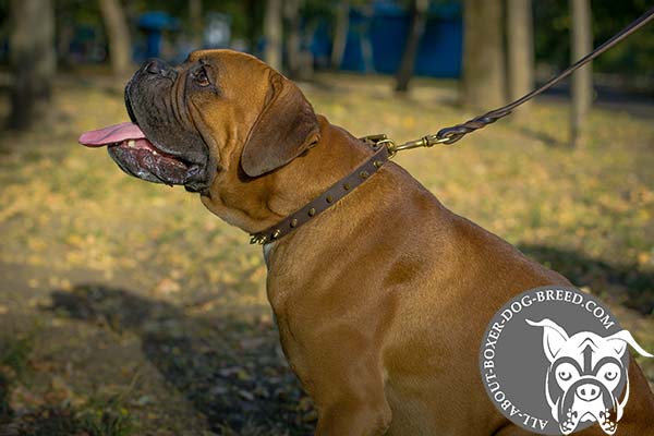 Boxer brown leather collar adjustable  with spikes set in row for walking