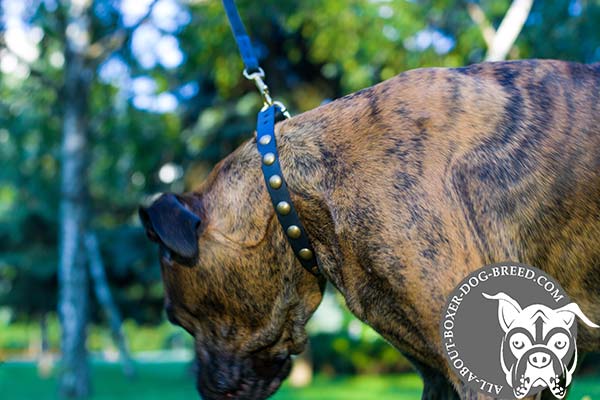 Boxer leather collar of high quality with studs placed in row for stylish walks