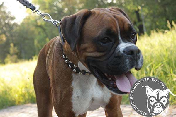 Boxer black leather collar of classy design adorned with cones for stylish walks