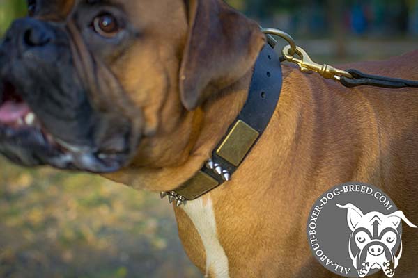 Boxer black leather collar wide adorned with spikes and plates for any activity