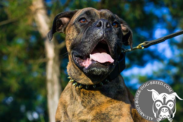 Boxer leather collar of high quality with spikes for walking