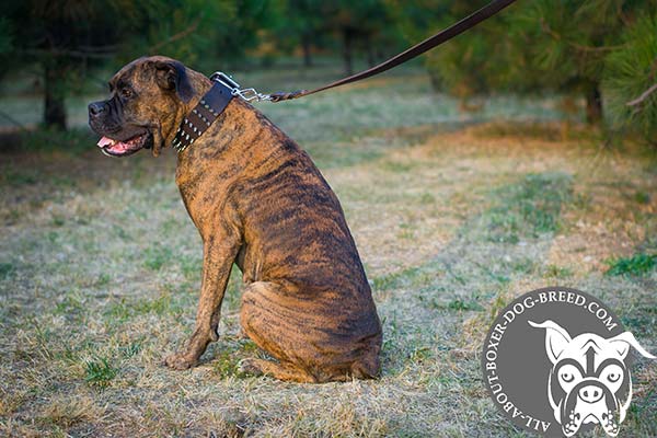 Boxer brown leather collar of genuine materials with handset spikes for stylish walks