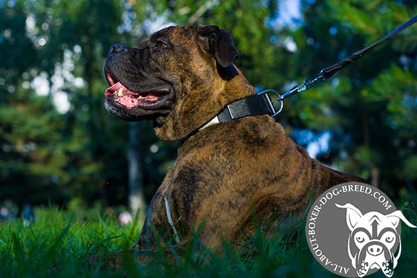 Boxer black leather collar with vintage plates for walking in style