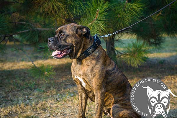 Boxer leather collar with vintage plates for daily walks