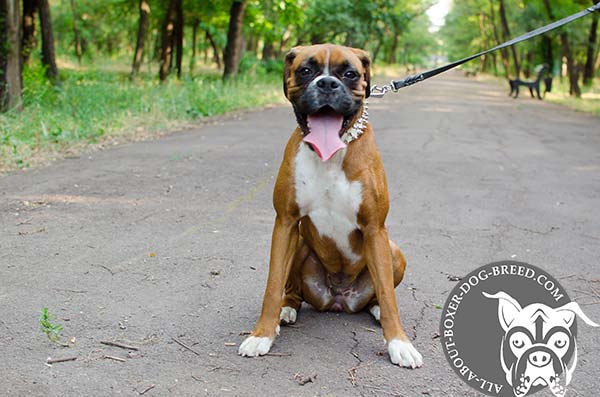 Boxer white leather collar with duly riveted nickel plated fittings for any activity