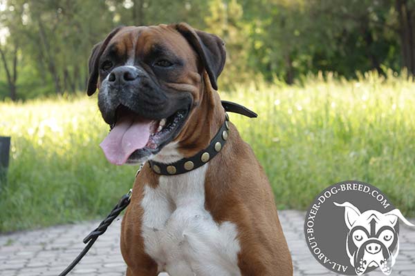 Boxer leather collar of genuine materials decorated with half-balls for walking in style