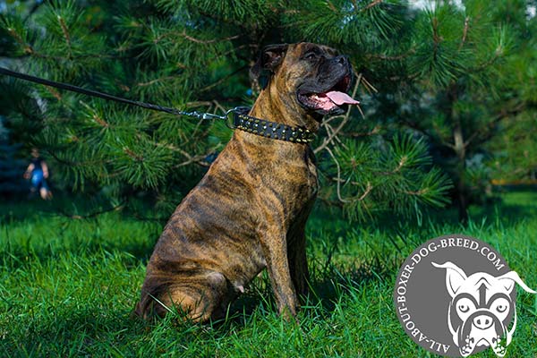 Boxer leather collar of genuine materials with handset adornment for daily walks
