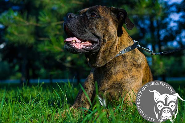 Boxer black leather collar easy-to-adjust with riveted hardware for daily activity