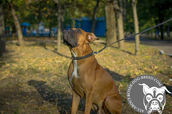 Boxer leather collar of high quality spiked for daily walks