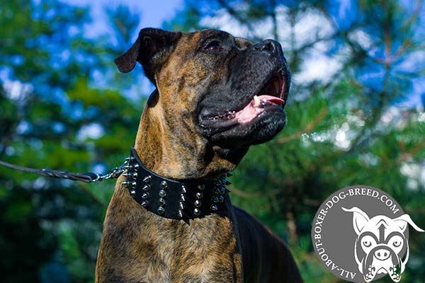 Boxer black leather collar with duly riveted spikes for walking